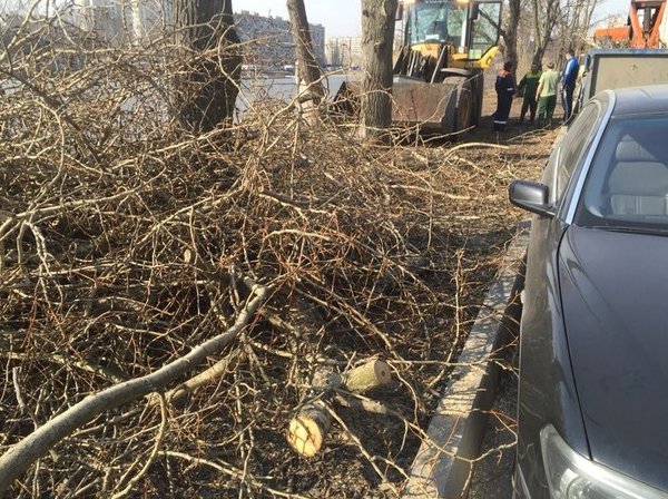 Не ДТП,не ЧП, но на Шкиперском протоке 21,у салона BMW валят деревья и режут ветки! Все падает на ма...