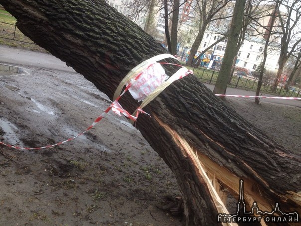 Во дворе дома 15 по Ново-Александровской, ночью упало дерево. Благодаря ответственному дворнику, об...