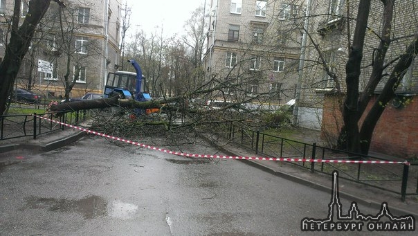 Упало дерево на наб.чёрной речки дом 16 , чудом обошло всё без жертв , девушка с ребёнком успела зат...