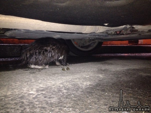 Прямо сейчас под машиной умирает кошка.
