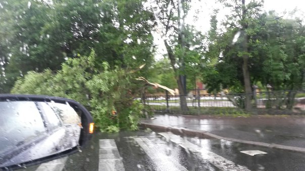 На пешеходном переходе Старо-петергофского проспекта лежит дерево. У поворота с Обводного в сторону...