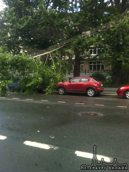 Провода спасли припаркованные машины от упавшего дерева на Съезжинской улице, Петроградского района.