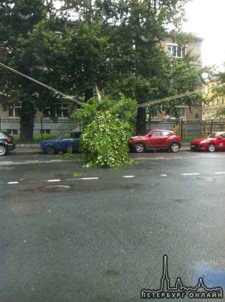 Провода спасли припаркованные машины от упавшего дерева на Съезжинской улице, Петроградского района.