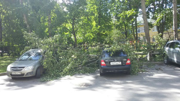 Повалило деревья на машины на Светлановском 48