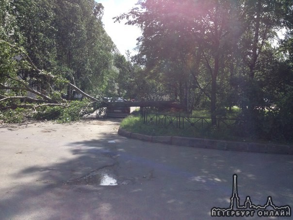 Дерево упало на машину на Придорожной аллее между домами 23 и 21