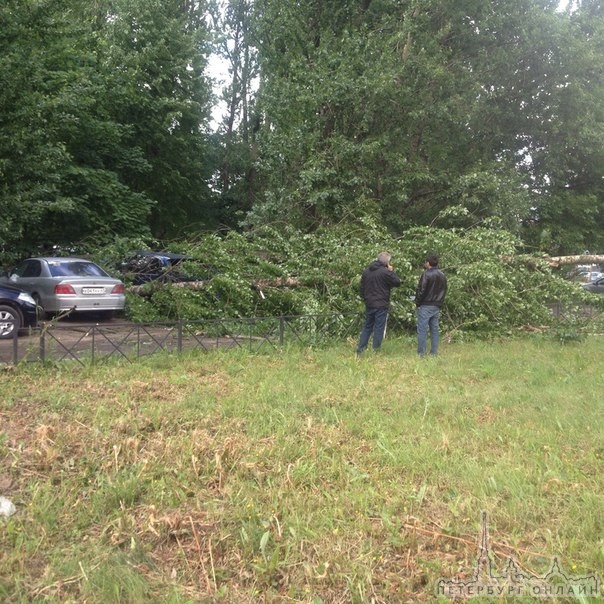 На Ладожская в Уткином переулке. упало два дерева , минус 3 парковщика на газоне