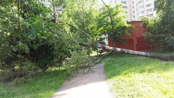 Упало два дерева во дворе Наставников 14/2,никто не пострадал к счастью.