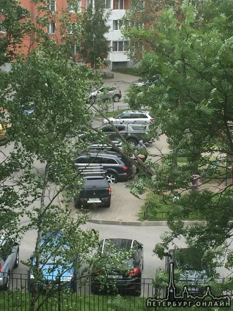 Дерево упало на припаркованный автомобиль во дворе дома по Руставели у Карпинского