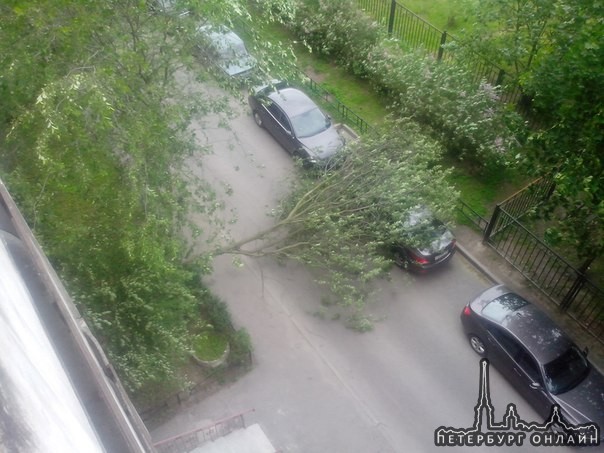 На Комендантском 21 в 14:10 дерево упало на машину