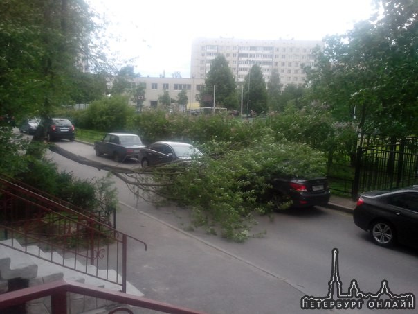 На Комендантском 21 в 14:10 дерево упало на машину