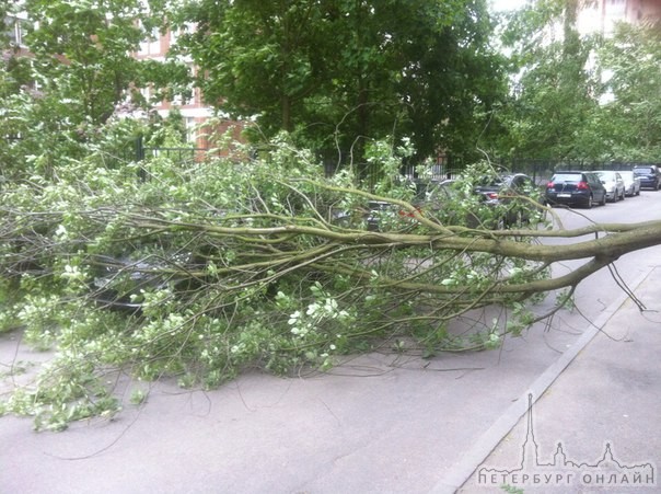 Комендантский пр. около школы 554 упало дерево на машину.