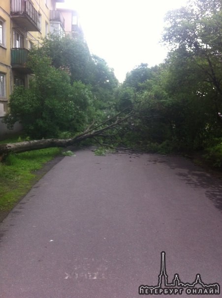 Дерево лежит на Науки у дома 13 . мешает проходу