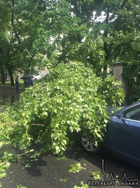 Упавшее дерево зацепило ауди и разбито стекло на Балтийской улице у дома 32