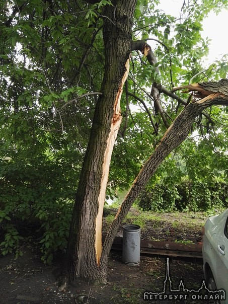 На Гапсальской у дома 12 Дерево не выдержало напор стихии. Пострадал Nissan.