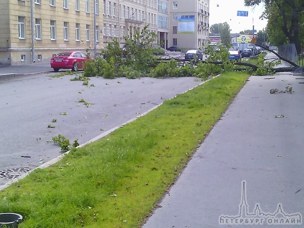 В 9:40 упало дерево на Миргородской 18 проезд затруднен