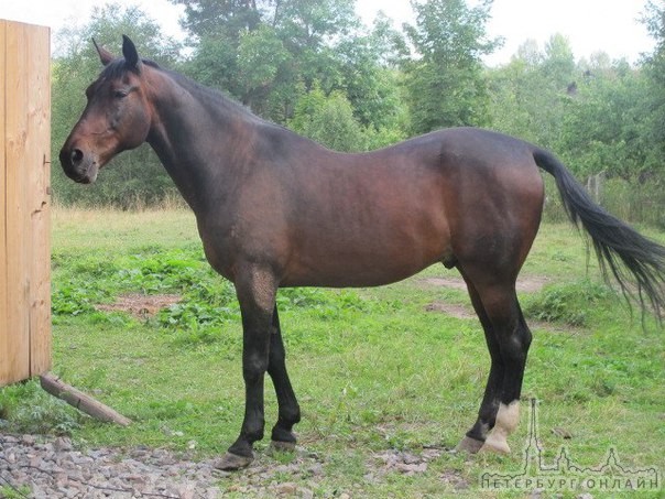 В ночь с 11 на 12 июня в деревне Веребье Маловишерского района была украдена лошадь 16 лет, мерин те...