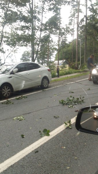 Приморское шоссе в районе Репино, дерево упало на машину, шоссе полностью перекрыто в обе стороны