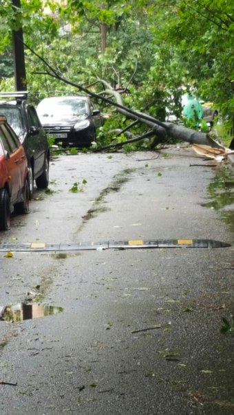 Упало дерево на Курской улице