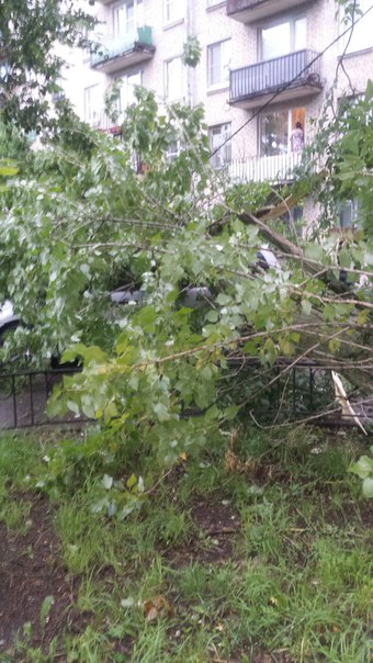 Только что упало дерево ул. Беринга д.22 к.1 Печалька у соседа только первую машину подбили припарко...