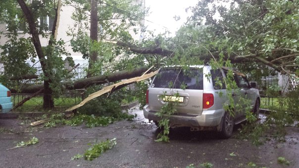 Только что упало дерево ул. Беринга д.22 к.1 Печалька у соседа только первую машину подбили припарко...