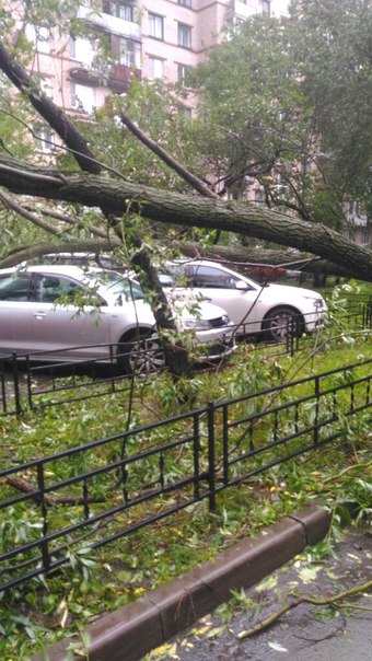 Дерево упало у метро Приморская во дворах