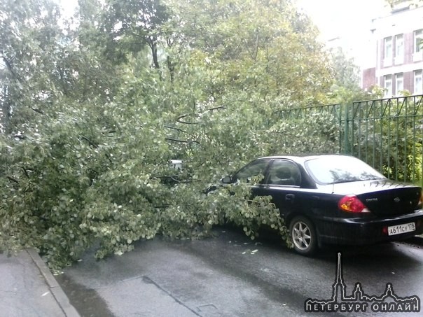 На улице Осипенко во дворе упало дерево на машины.
