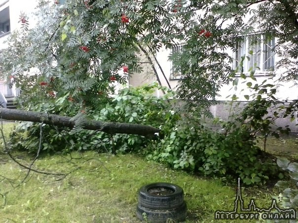 На улице Осипенко во дворе упало дерево на машины.