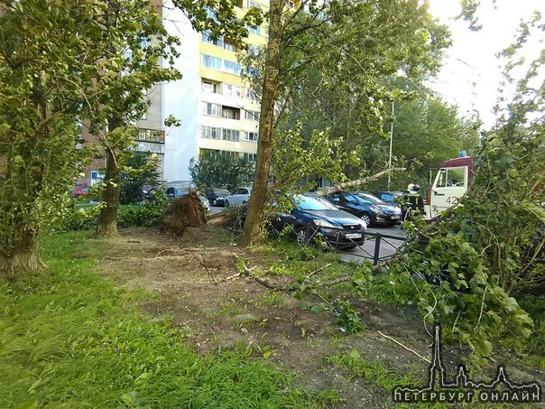 Дерево упало на Солярис во дворе дома Пр. Стачек 105 к.2