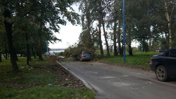 На Пулковском шоссе, около дома 13 корпус 1 упало дерево прямо на машину.