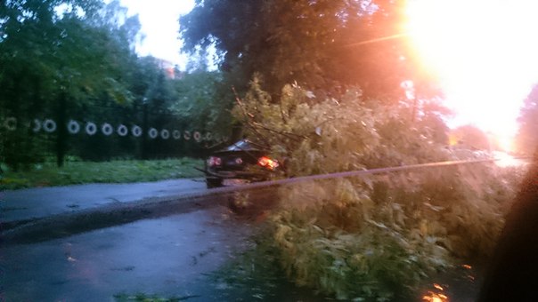 На улице Невзоровой 12 / 10 во дворе упало дерево на машину!