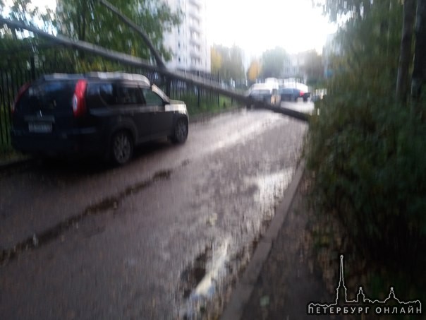 Дерево упало на машину и пробило лобовое стекло на проспекте Солидарности, вдоль 593 школы, въезд во...