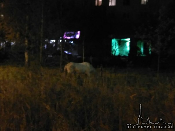 В поселке Понтонном гуляет серая лошадь, бегает через дорогу.