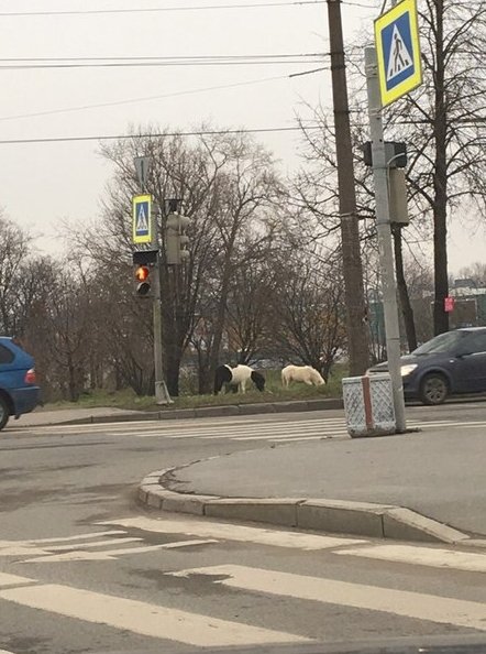 На углу Белградской и Фучика, в опасной близости от проезжей части, пасутся пони