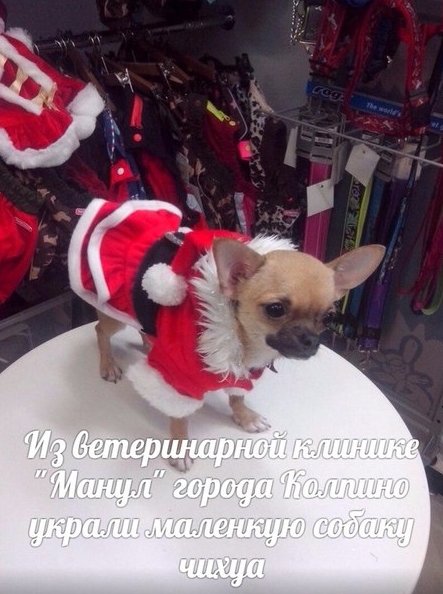 Сегодня ,23.12 в 10:30 В ветеринарной клинике "Манул" города Колпино украли маленкую собаку чихуа. Д...