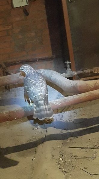 Сегодня была найдена на чердаке одного из домов красногвардейского района птица похожая на Ястреба. ...