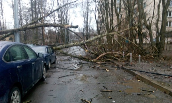 На Энгельса 63/2 во дворе , на проезжей части упало дерево , две машины поврежденны.