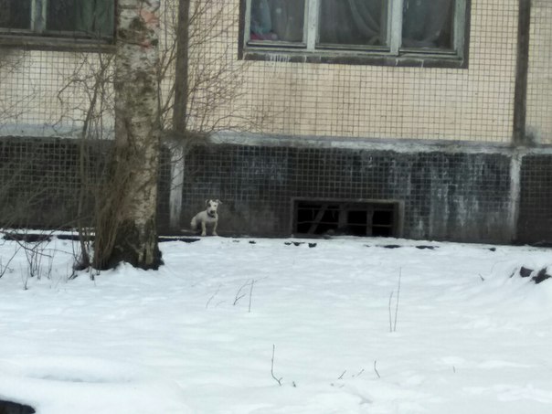 Около дома 44 по ул. Солдата Корзуна бегает потерявшийся щенок с ошейником, к себе не подпускает