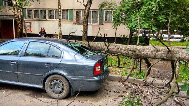 Упало дерево на припаркованные машины во дворе дома Демьяна Бедного 30к1