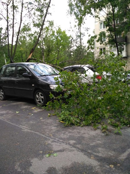 2 припаркованных авто завалило деревом во дворе на Ушинского 39 к3