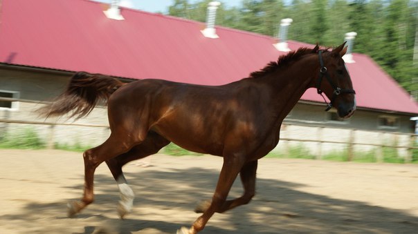 В Гатчинском районе Ленобласти мошенница украла породистую лошадь.