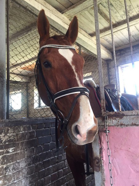 В Гатчинском районе Ленобласти мошенница украла породистую лошадь.