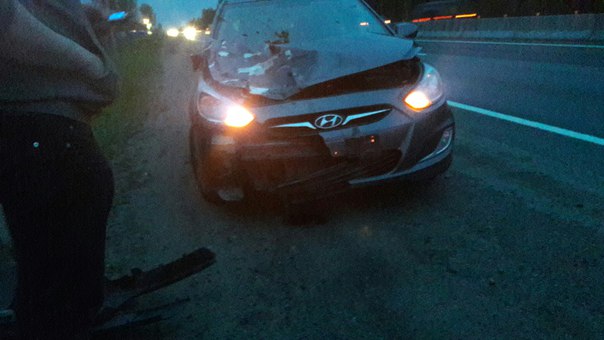 Примерно в 23:15 На Московской трассе у Саблино сбит лось. В машине семья, никто не пострадал.