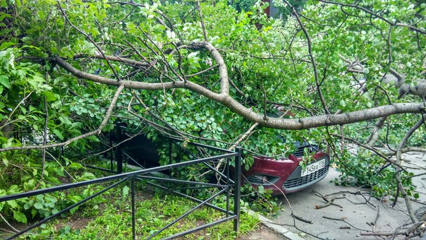 Упало дерево на припаркованные машины во дворе дома Демьяна Бедного 30к1