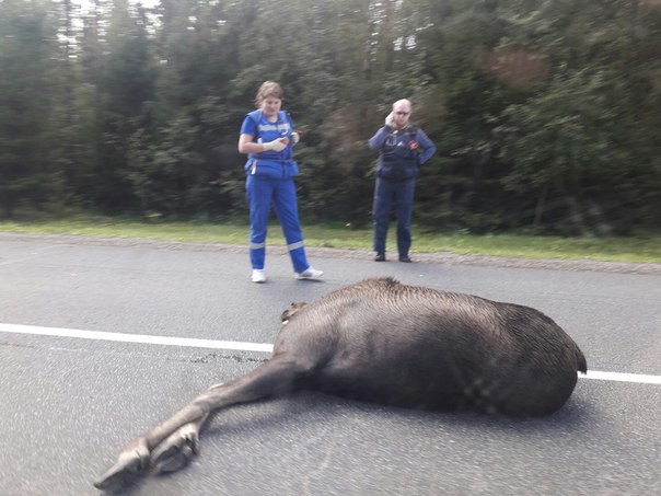 Днем на 122 -ом километре Скандинавии у поселка Победа сбили насмерть Лося