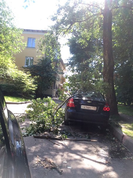 Авео пострадал от упавших веток во дворе дома 70 по Гражданскому Проспекту