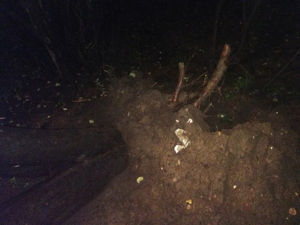 На Бассейной во дворе дома 18 упало дерево. Разлапистое. Корни вылезли, кому-то не повезло. Выглядит...