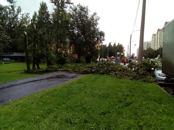 На Кондратьевском Проспекте в 100 метрах от 61 отдела полиции, упало три дерева. Пешеходная часть ул...