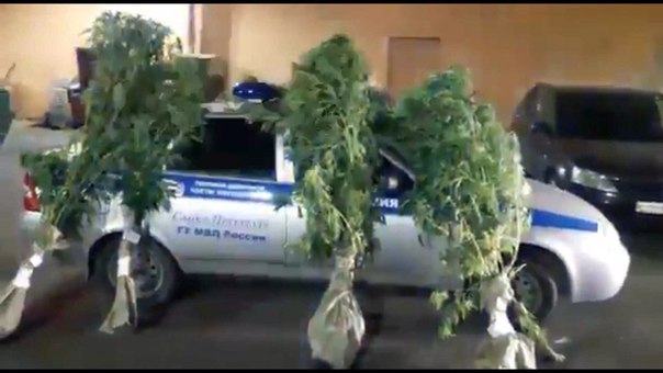 Парник, в котором петербуржец выращивал семнадцать кустов конопли обнаружили сотрудники полиции в Ки...