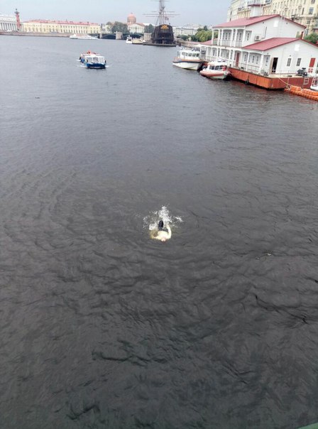 В Неве примерно 40 минут назад утонул мужчина, у Кронверской набережной , здание МЧС...