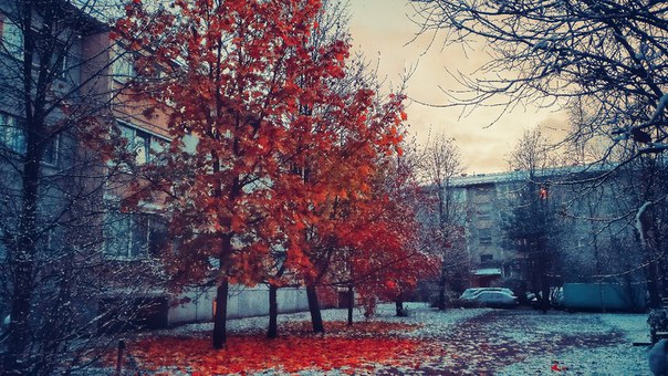 В Ленинградской области сегодня выпал первый снежок! ❄ ЗИМА БЛИЗКО!